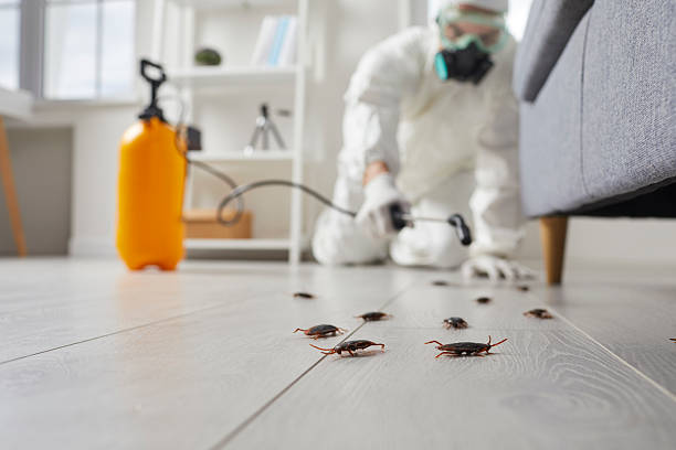 Commercial Kitchen Cockroach Control in Patrick Springs